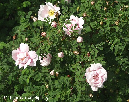 Rosa Pimpinellifolia-Ryhmä 'Papula'